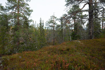 Nature in early autumn in the mountains of a national park in the north of dalarna, sweden