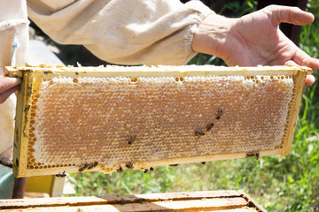 Beekeeper holding a frame with cells. Agricultural.