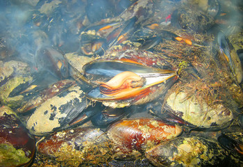 Fototapeta na wymiar Mussels