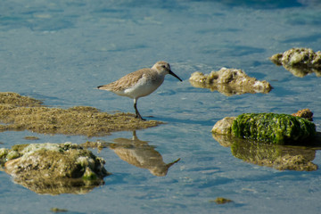 Sandpiper on the beach