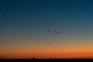 birds flying in the sky