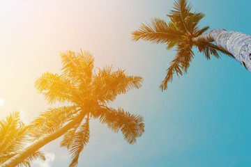 Coconut palm tree beach summer concept