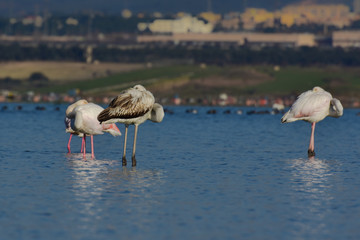 wild flamingos in the wild conservation area