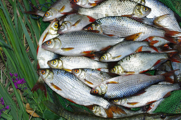 Rich catch. Roach, rudd and fishing gear in the grass. Freshwater fish