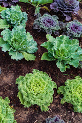 decorative cabbage in teh garden