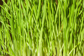 Fototapeta na wymiar young green grass at home in a flower pot as an element of decor and vitamins for a cat