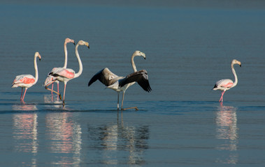 flock of flamingos in a cnservation area