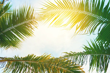 Obraz premium Coconut palm tree beach summer concept