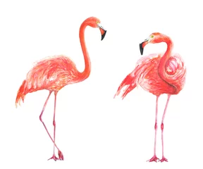 Fotobehang Flamingo aquarel illustratie vogel tropen jungle roze © Ирина Шишкова