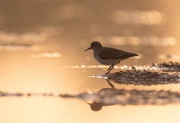 Temminck's stint in golden light