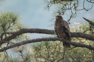 Steppe eagle on perch in Forest