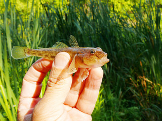 Fish river goby in angler's hand