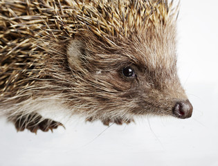 Hedgehog close-up .Isolated on white.