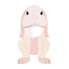 cute rabbit animal