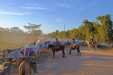 Unrecognizable cowboys at a farm along the Transpantaneira road in the Pantanal, near Pocone, Mato Grosso Do Sul, Brazil