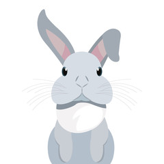 Fototapeta na wymiar cute rabbit animal