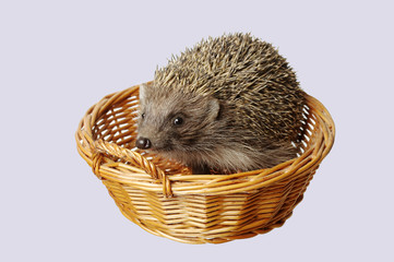 Hedgehog sitting in a basket. White background.