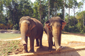 Obraz premium elephant in zoo