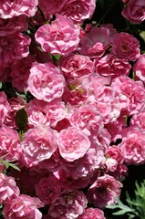 Obraz premium Pink Rose