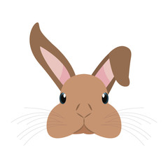 cute head rabbit