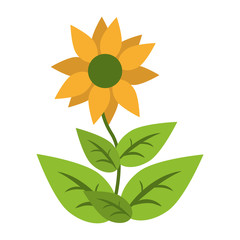 sunflower with leaves isolated