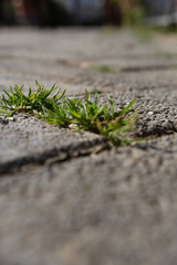 Grass growing between ground paving stones.