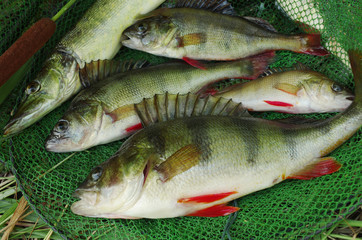 Perch on fishing nets