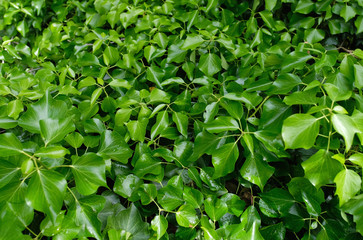 green leaves after rain