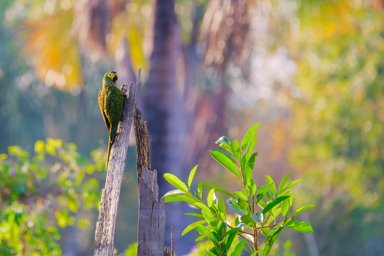 Red-bellied Macaw, Orthopsittaca Manilata, Lagoa das Araras, Bom Jardim, Nobres, Mato Grosso, Brazil, South America