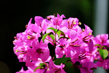 close-up of purple flowers during the daytime in sunny days.