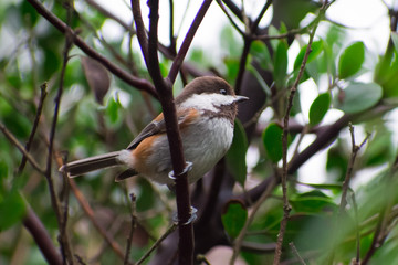 Cute bird perched in a Manzanita bush.