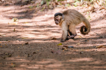 Fototapeta premium Azaras's Capuchin or Hooded Capuchin, Sapajus Cay, Simia Apella or Cebus Apella, Nobres, Mato Grosso, Pantanal, Brazil