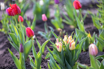 Many colorful tulips in the garden. Horizontal photography