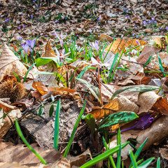 Spring is reborn in the woods. The dry leaves give way to the first flowers, Crocus.
