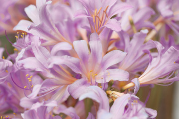 Fototapeta premium Delicate background with flowers bells. Spring pastel background, calm colors. Place to insert text. For card and banner. Sweet flower in soft style for background