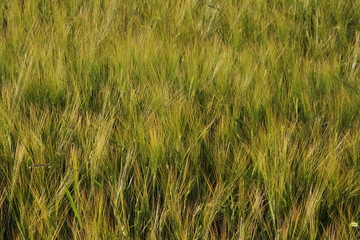 Ears of grain on a field in summer