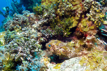 Naklejka na ściany i meble Porcupine Puffer Fish in Belize Barrier Reef