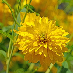 Gefüllter Sonnenhut, Rudbeckia laciniata