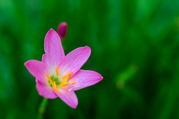 purple rain lily flower.