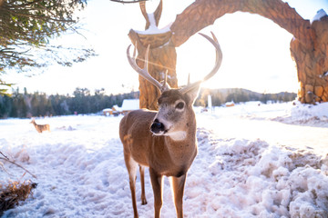 deer in nature sanctuary