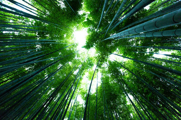 鎌倉の竹