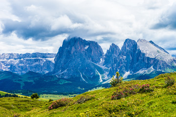 Fototapeta premium Alpe di Siusi, Seiser Alm z Sassolungo Langkofel Dolomite, duże zielone pole z górą w tle