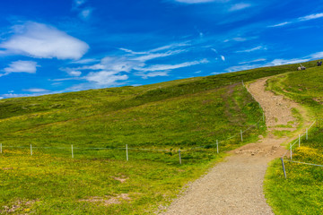 Alpe di Siusi, Seiser Alm with Sassolungo Langkofel Dolomite, a trekking walking winding path in a lush green field