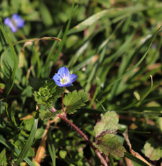 Veronica polita in organic garden. Is the largest genus in the flowering plant family Plantaginaceae. Common names include speedwell, bird's eye, and gypsyweed.