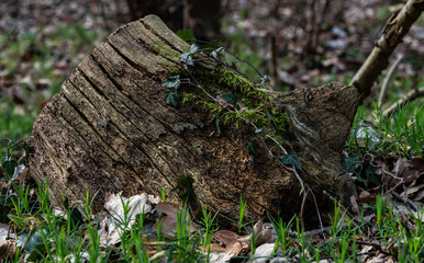 Tree stump