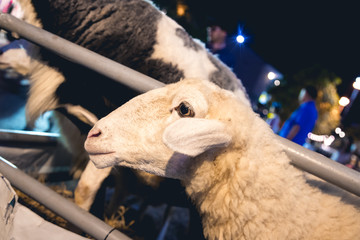 closeup on white sheep face in stables show up it head to wait for people feed them
