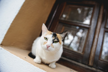 Gato blanco con manchas marrones y negra en la repisa de una ventana