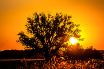 Beautiful sunset, warm summer evening on the edge of the forest are lonely trees, and the sun falls over the horizon