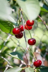 Ripe cherries on the tree in the garden in sunny summer day