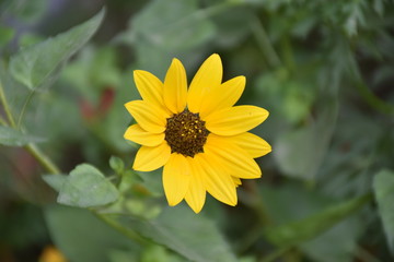 bee on yellow flower